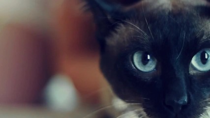 Mia Borisavljevic - Sudbino moja sudbino