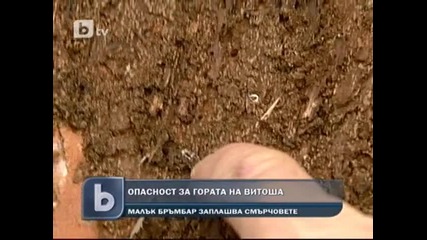 Заплаха за гората на Витоша