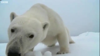 Полярна мечка си играе със скрита камера 