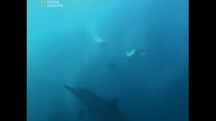 Dolphin Army 01 - Video ( Релакс )
