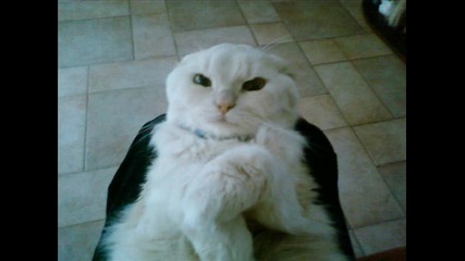 Моето коте - Чарли (*)