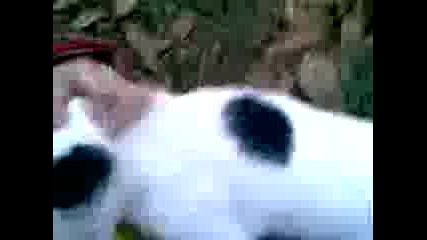 Kotarak Se Kefi