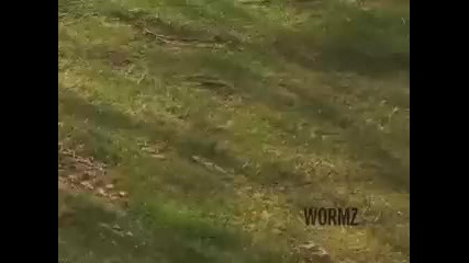 Zoo York Bmx Squad
