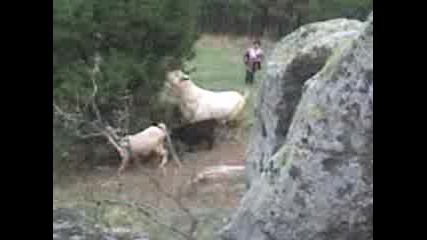 Aitos padarina