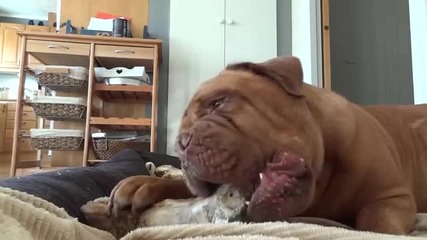 Dogue de Bordeaux Morgan chewing on a very large bone