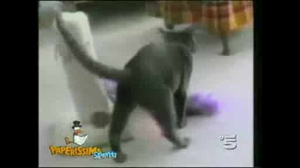 Funny Cats Compilation
