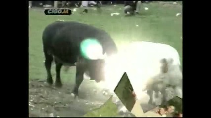 Najbolje Borbe 2006 