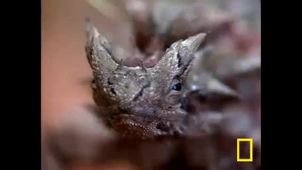 Thorny Devil