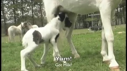 Айнщайн! Най - малкият кон на света!:*
