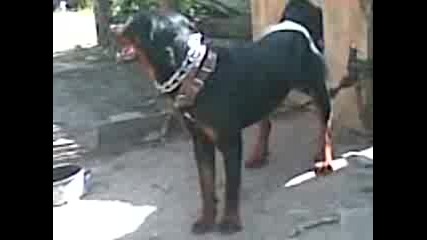 rotwailer 