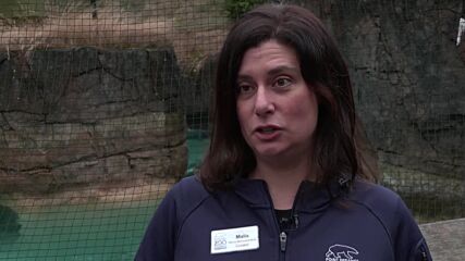 Два млади моржа от Канада намериха нов дом в зоопарк в САЩ (ВИДЕО)