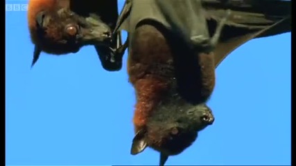 Mating fruit bats - Wild Indonesia - Bbc 