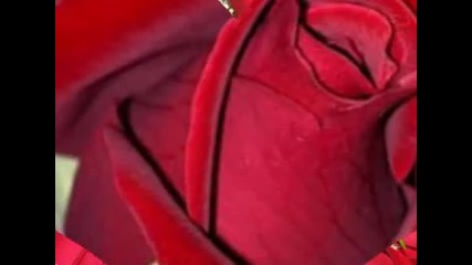 Rot Sind Die Rosen 