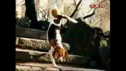 куче ходи на две лапи