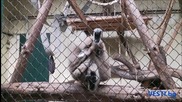 Най-срамежливата маймуна в София