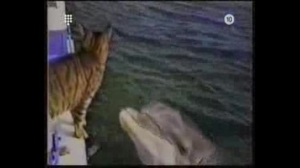 Cat Vs Dolphin