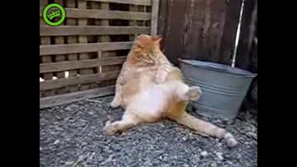 Много дебела котка 