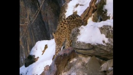 Амурския леопард 