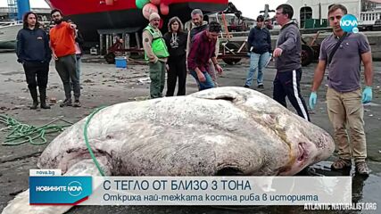 РЕКОРД: Откриха най-тежката костна риба в света