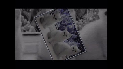 Sweet котeца и кученца - Селена Гомес