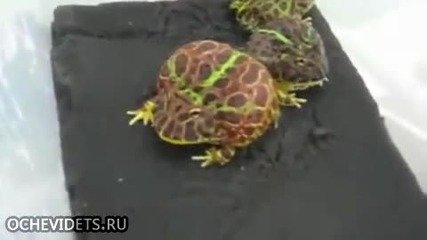 Такава с пръст в устата си не слагайте