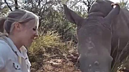 Носорог раздава целувки на младо момиче