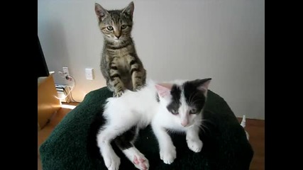 Масаж на коте 
