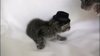 Котенце с шапка получава шамар от мама. 