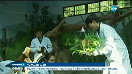 Единствените панди тризнаци в света навършиха шест месеца