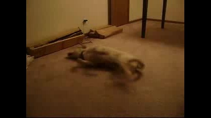 Кучето Бягащо На Сън - Много Смях :)