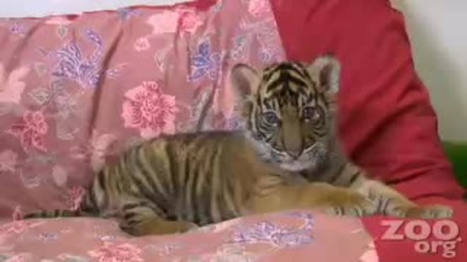 Бебе тигър 2 