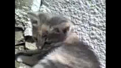 Котенце 3