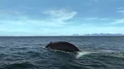 Сините китове – най – големите животни на земята.