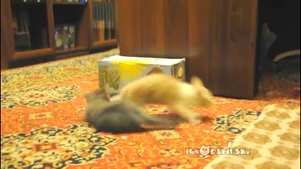 Котките-тези забавни животинки!