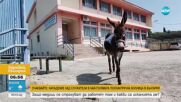 В ЗНАК НА ПРОТЕСТ: Грък отиде да гласува с магарето си