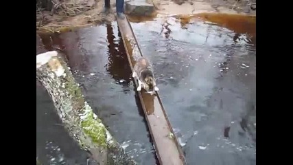 Коте минава по мост