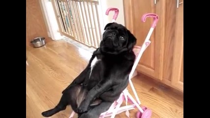 Куче релаксира в бебешка количка .