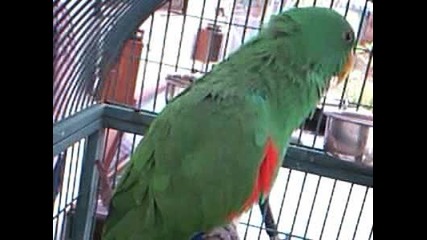 Bud The Talking Bird