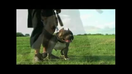 Throwd Pit Bulls www.throwdpits.com