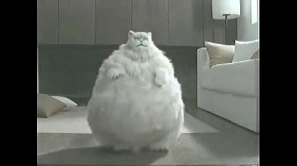 Morbidly Obese Cat (hq) 