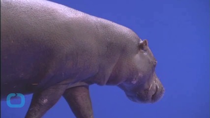 Pygmy Hippo Calf Takes First Swim