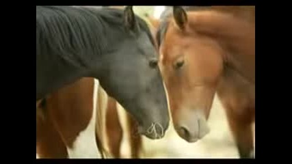 Horse Breeds - Wild Horses - 1 