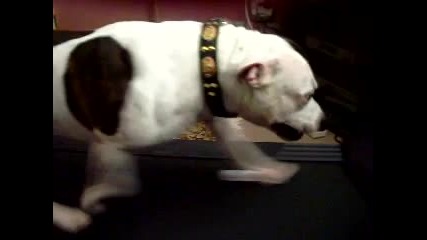 Staffy bull terrier - Тренировка в къщи...