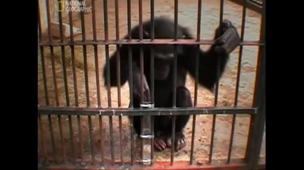 Как едно шимпанзе решава проблем?