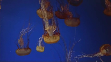 Mystic Moments Under Water [hd Chill Out Video]
