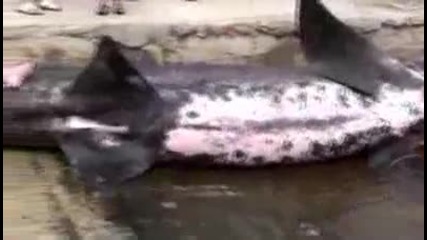 Хърватски рибари уловиха огромна акула