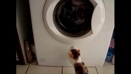 Лудо Коте - Смях 