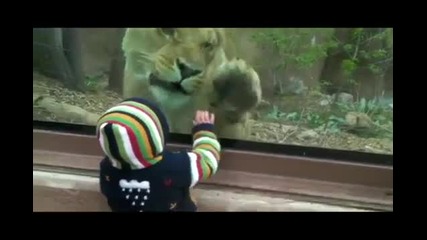 Бебе харесва лъвица.. и тя него! :)