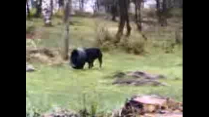 Rotwailer Си Играе С Гума Като С Перце