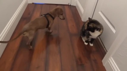 Куче се опитва да се сприятели с котка